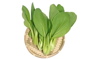 有機青江菜(尚未販售)