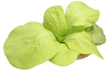有機尼龍白菜(尚未販售)