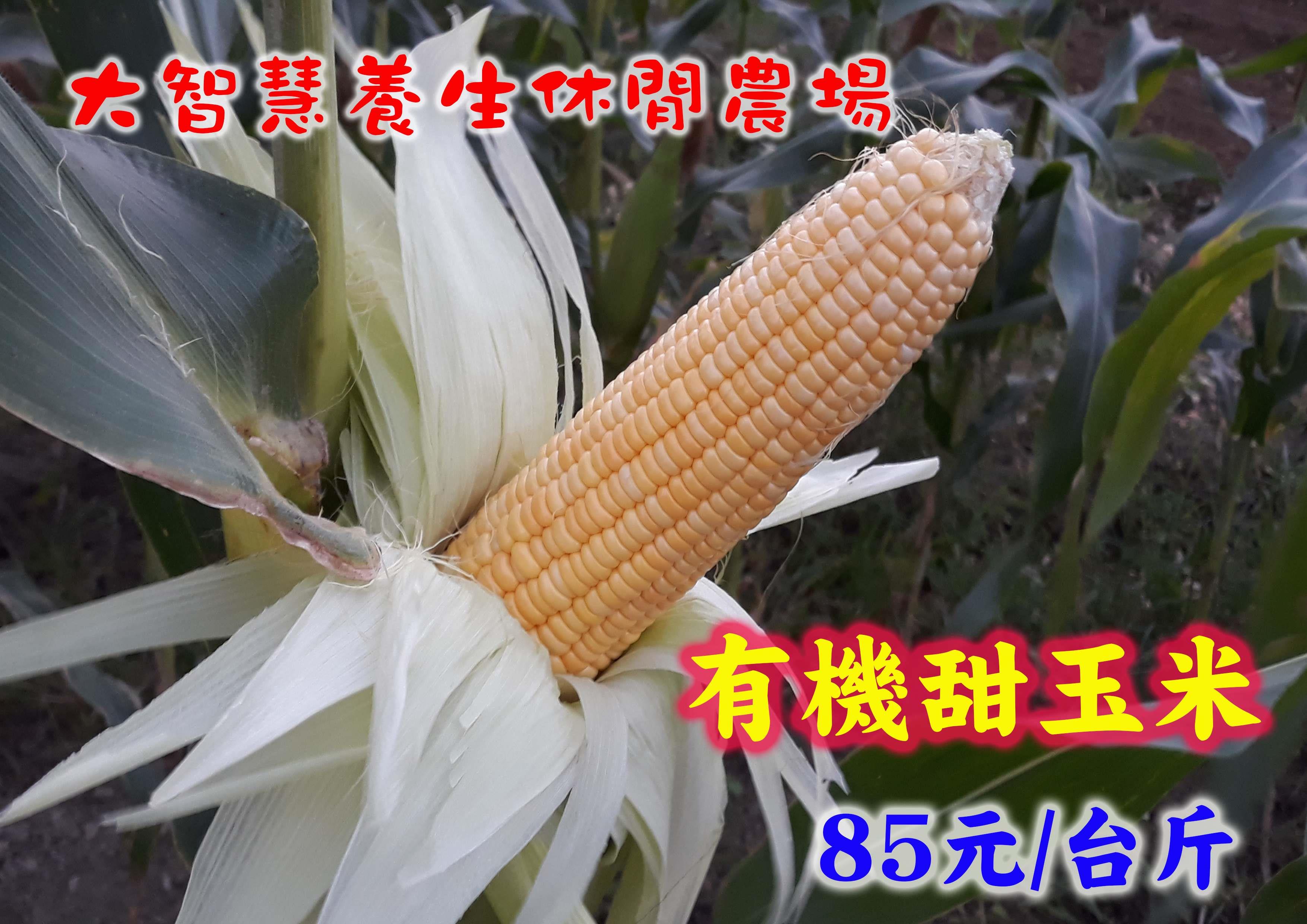 有機甜玉米(尚未販售)