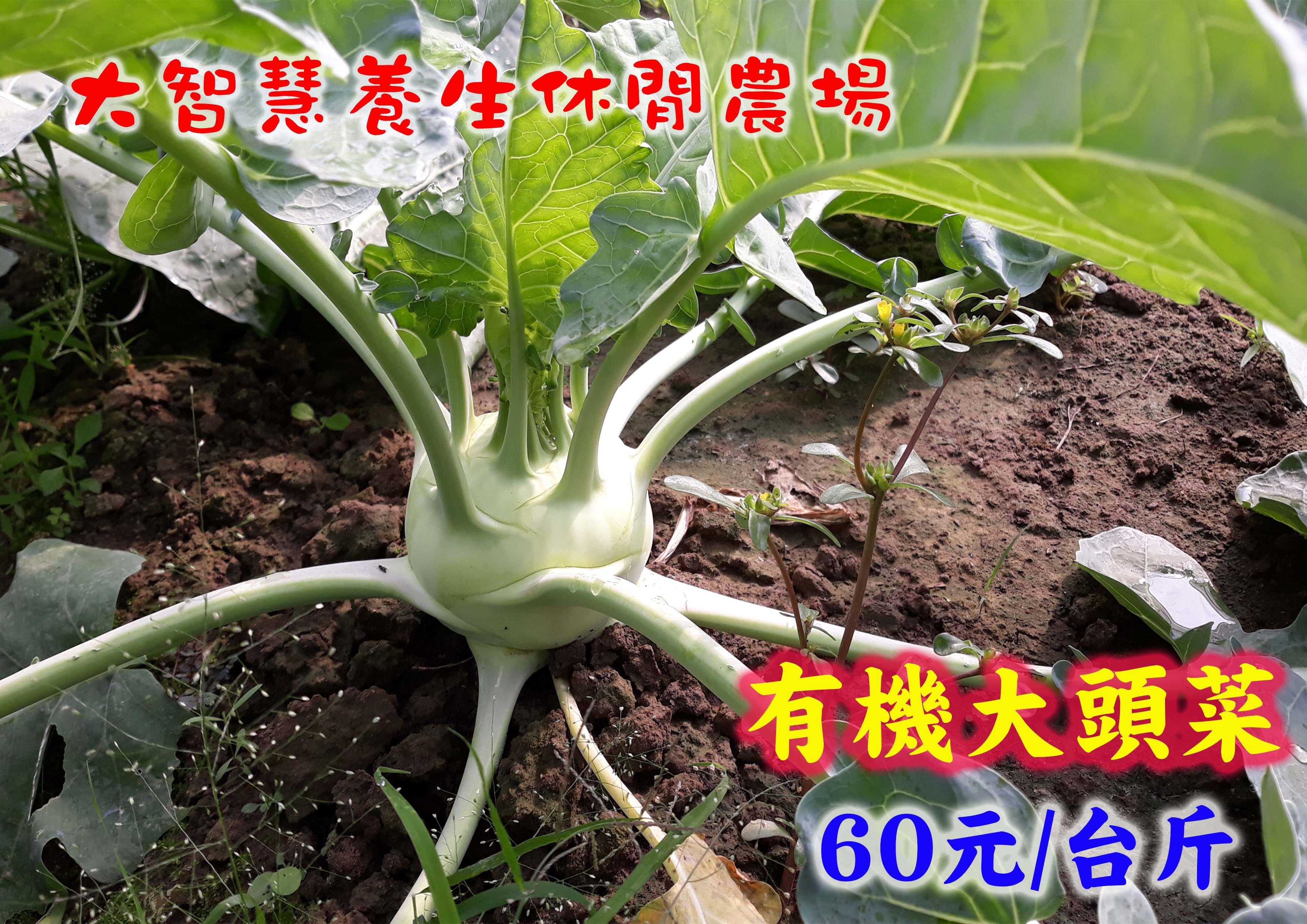 有機大頭菜(尚未販售)