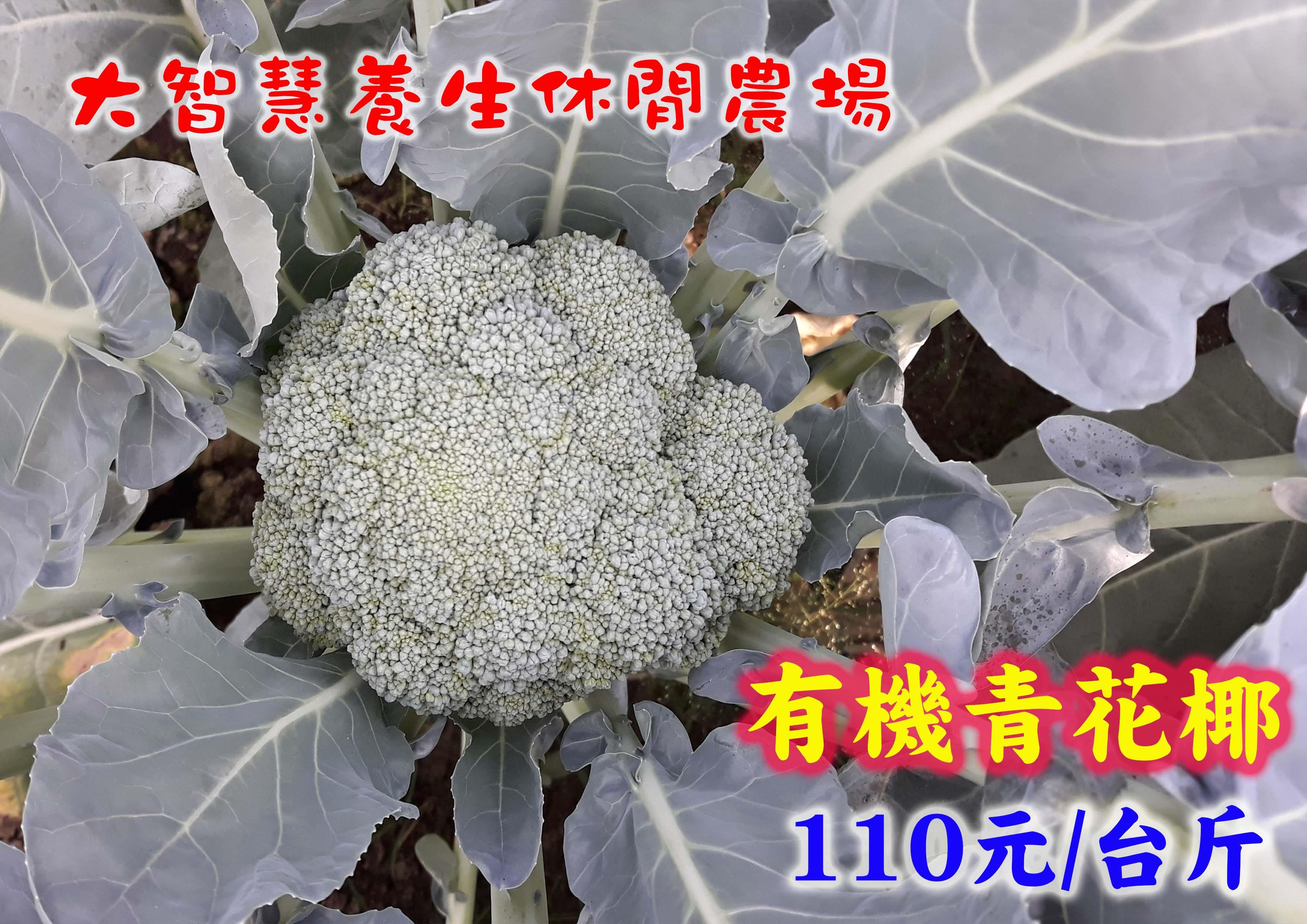 有機青花椰(尚未販售)